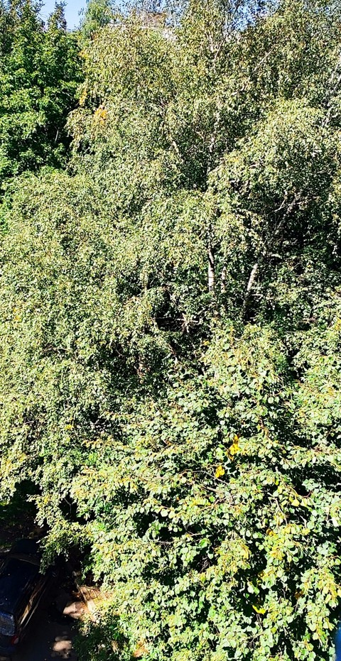 papéis de parede summer, tree
