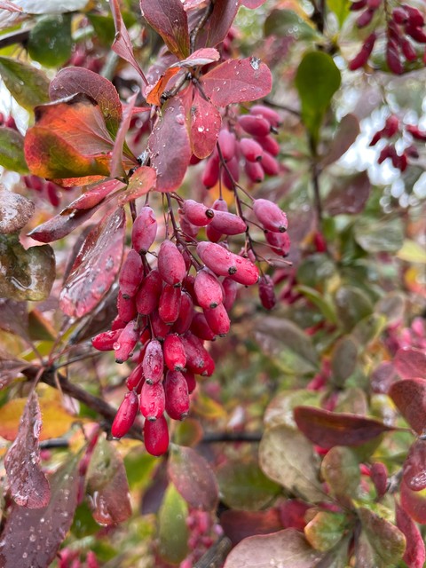 Mahonia