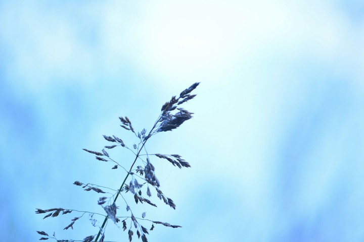 feather touch of plants