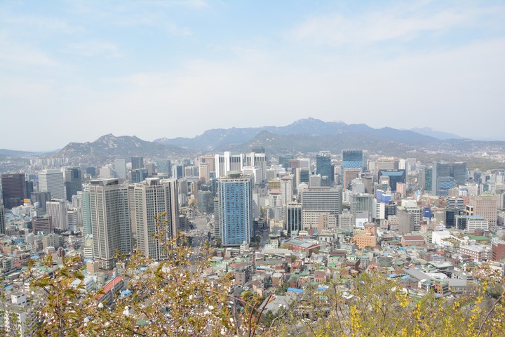 남산의봄이미지