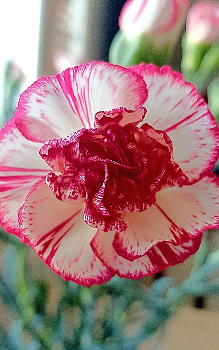 Spring