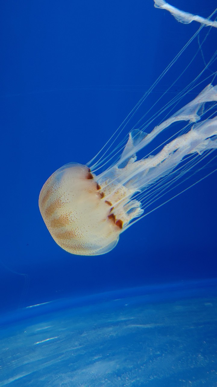 水母