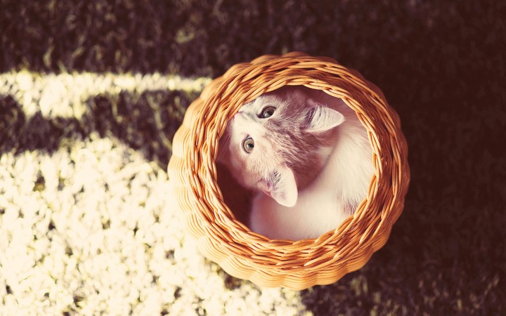 котик в корзинке)