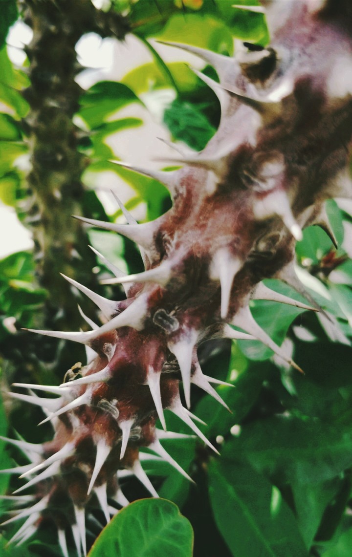 The beauty of Thorns