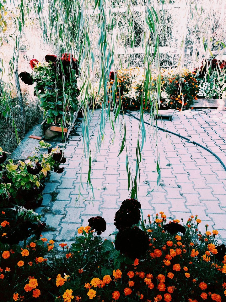 flowers garden