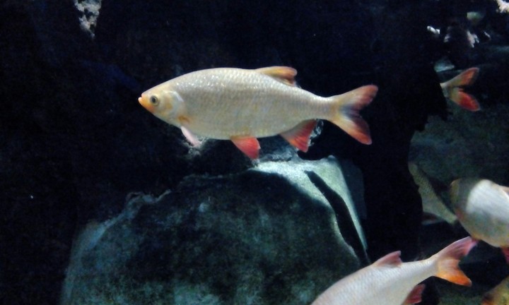 fish in reef