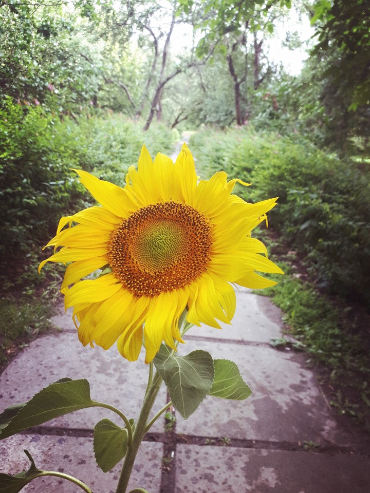 sunflower