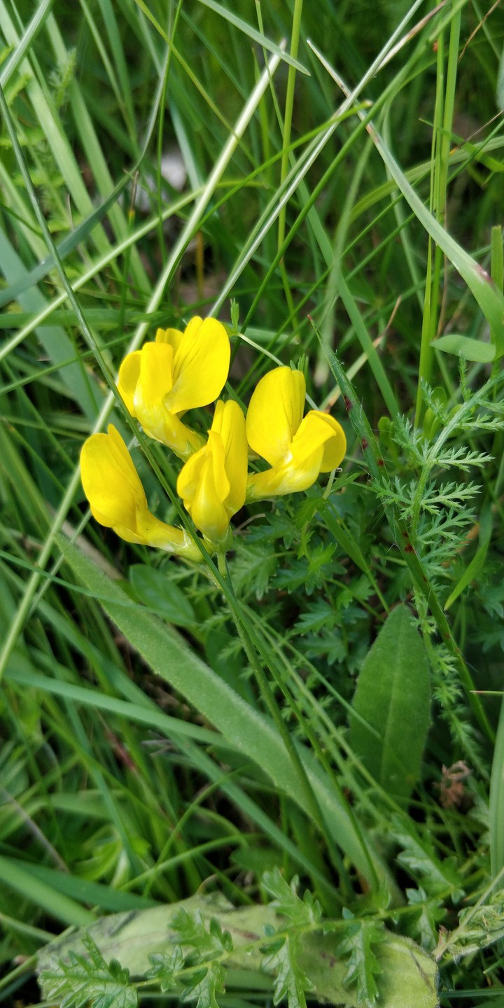 fiore giallo