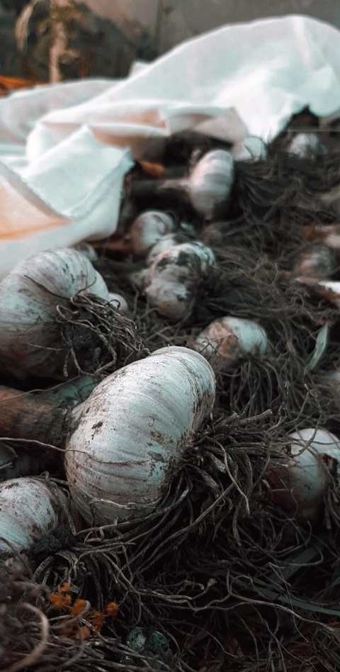 Garlic