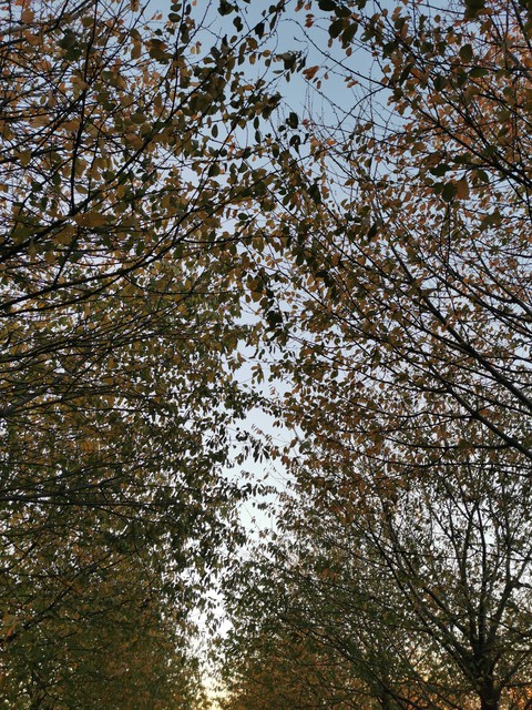 automne