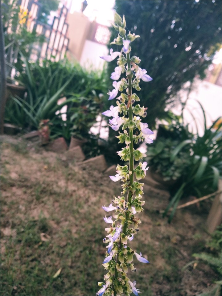 flower