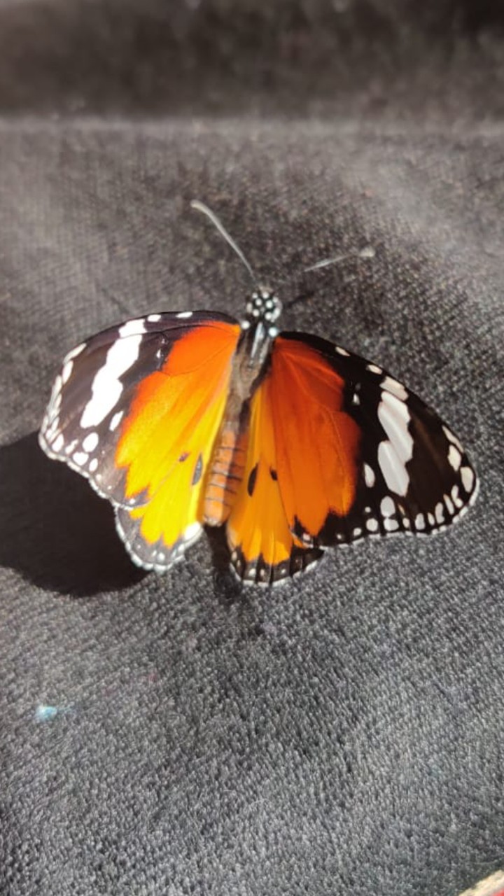 Monarch butterfly?