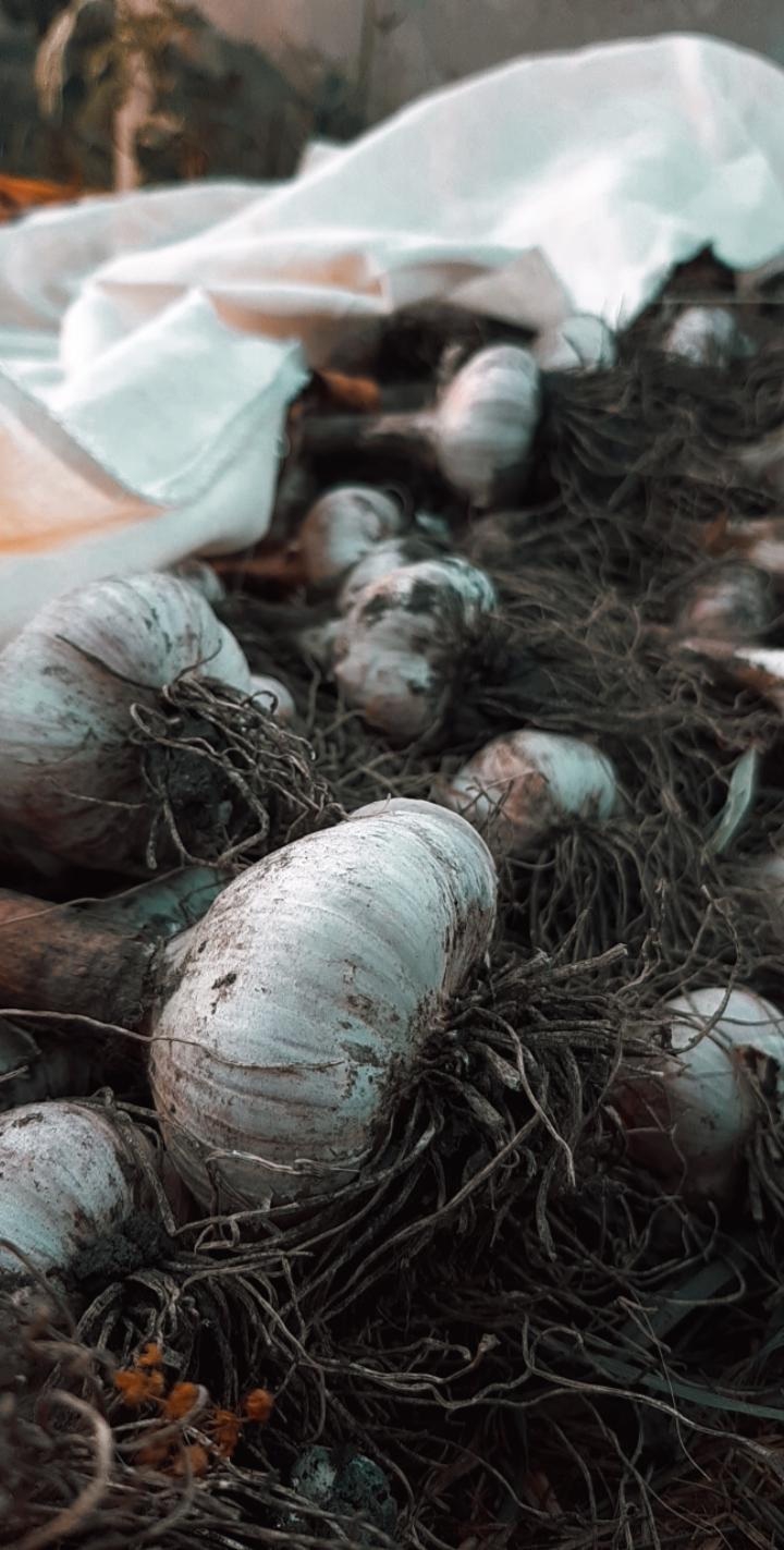 Garlic