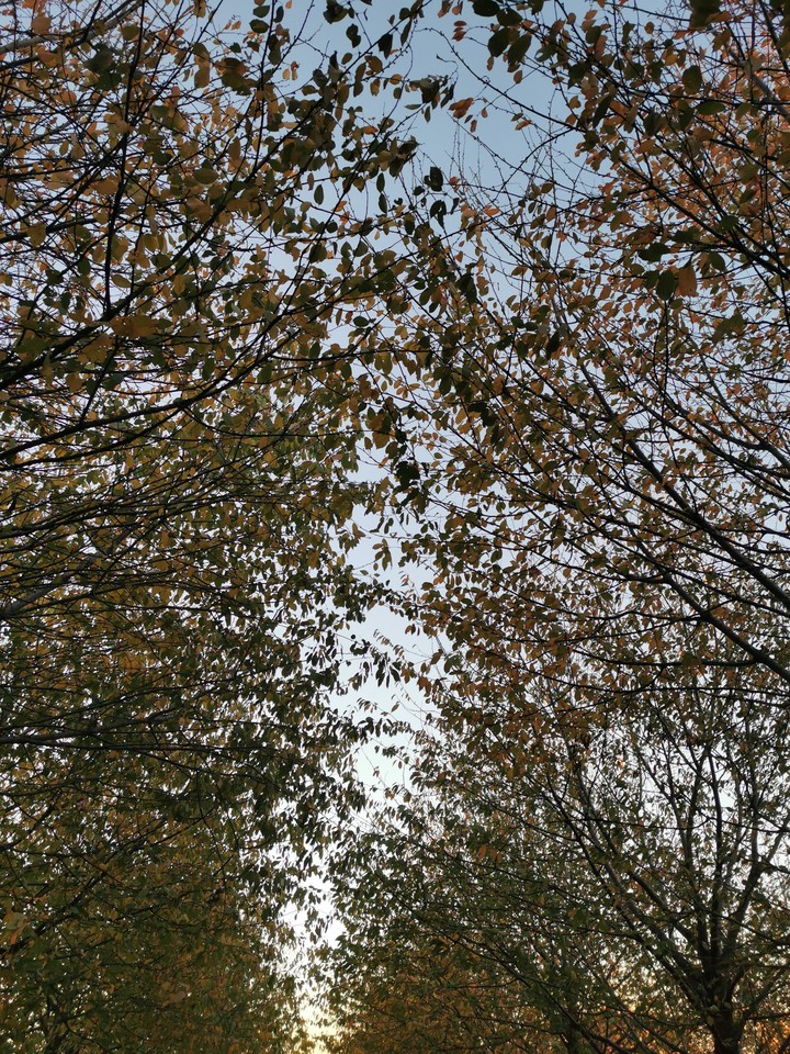 automne