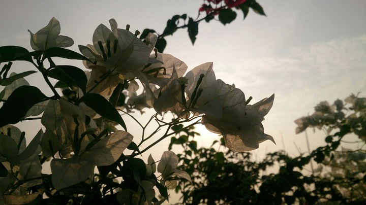 flowers and evening