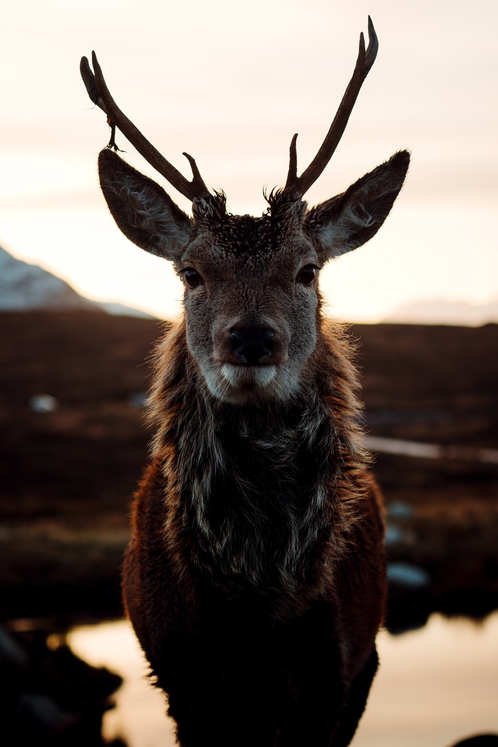 Animal