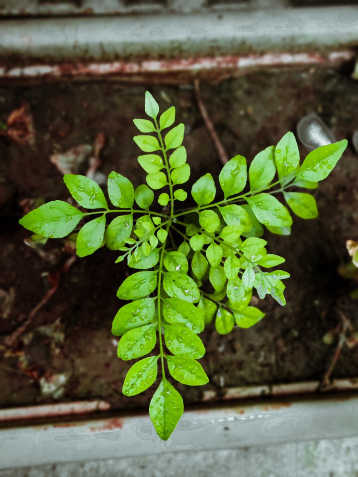 Fresh leaves