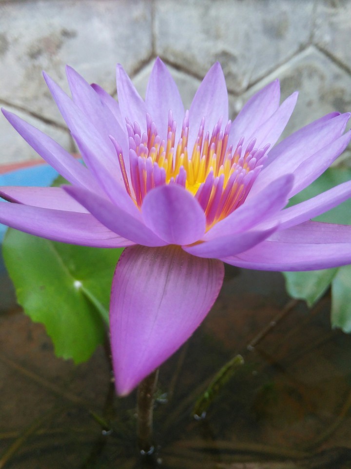 waterlilly