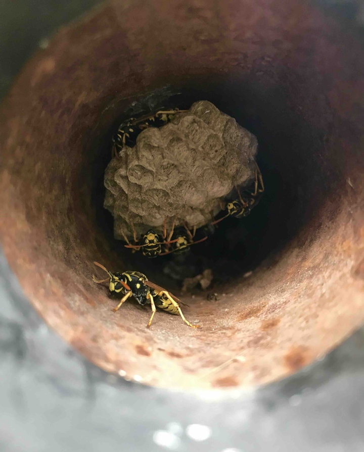 bees