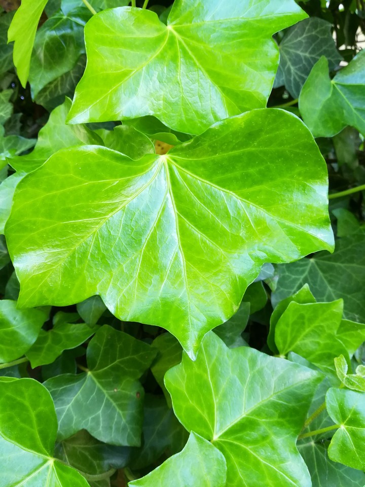 leaf