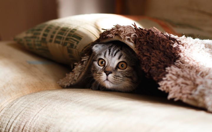 pussy Cat