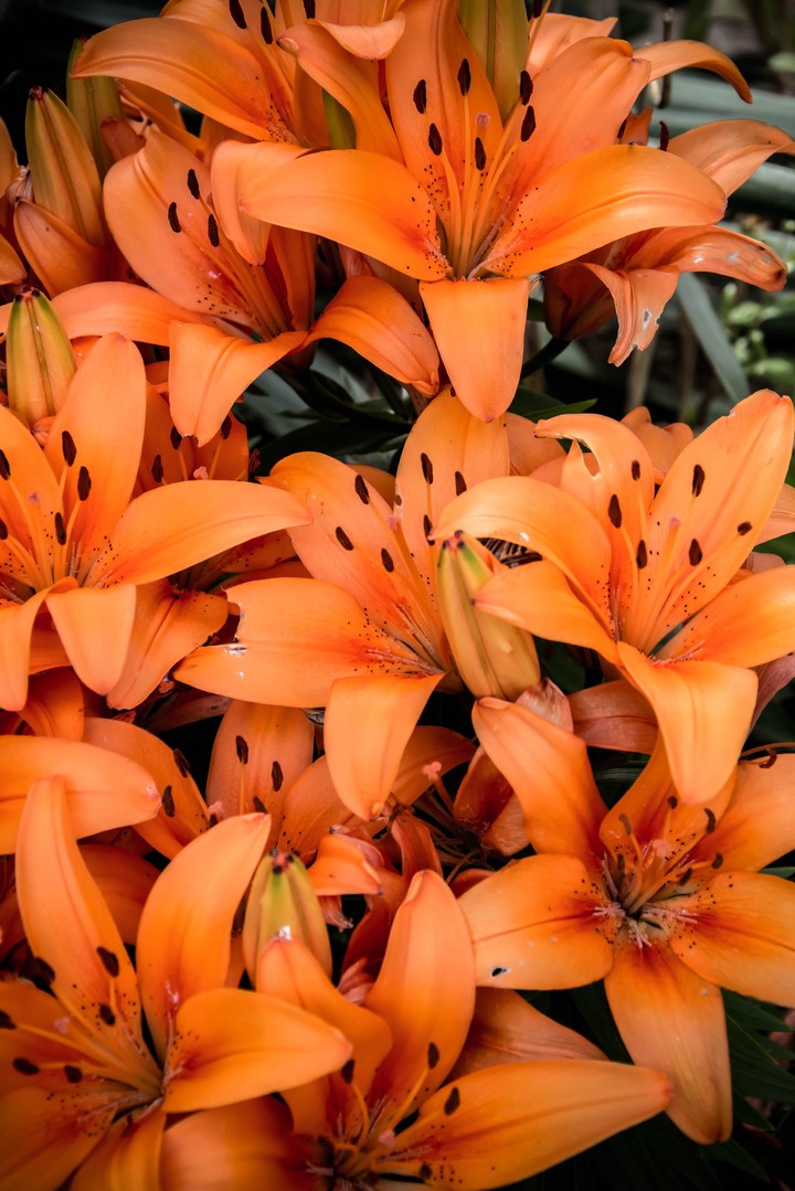 orange flo
