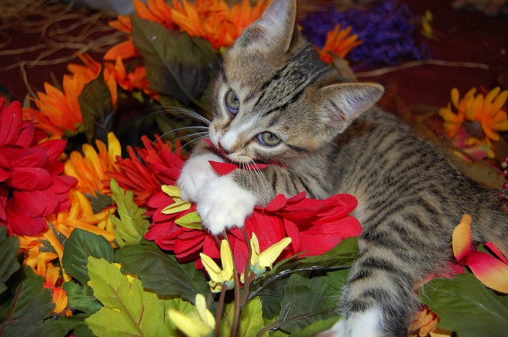 Cat
