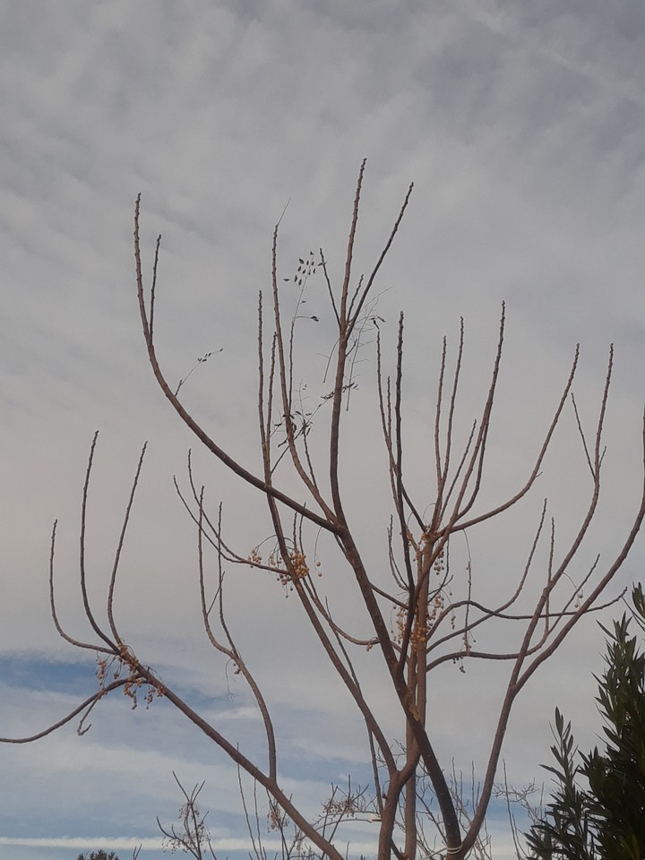 dead tree
