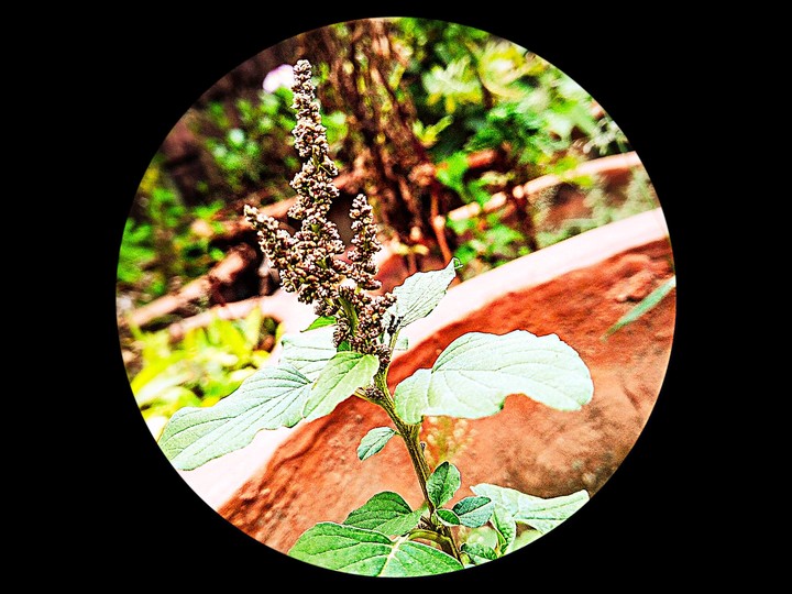 plant 