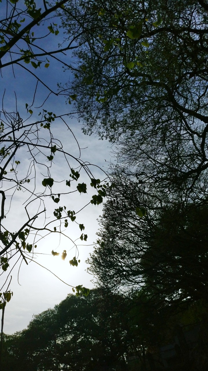 leaves and sky the perfect mix