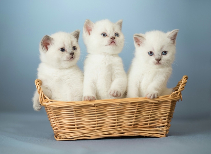 cats