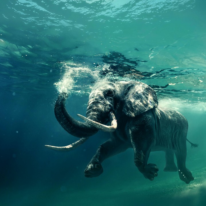 Elephant Land...