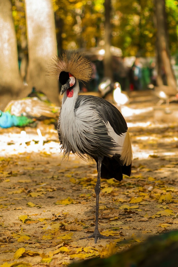 Bird