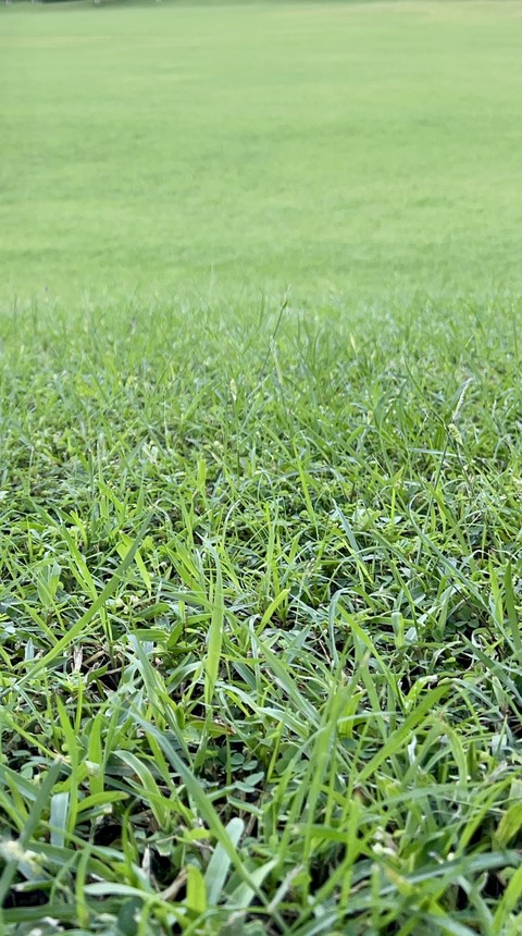 plant, 植物桌布