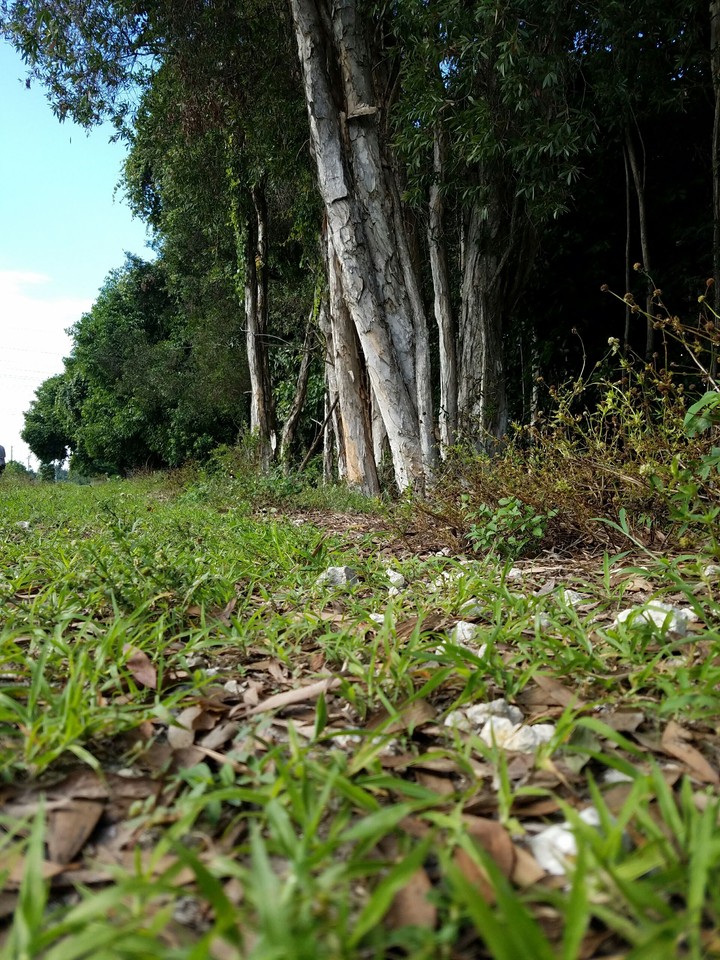 Florida Trees