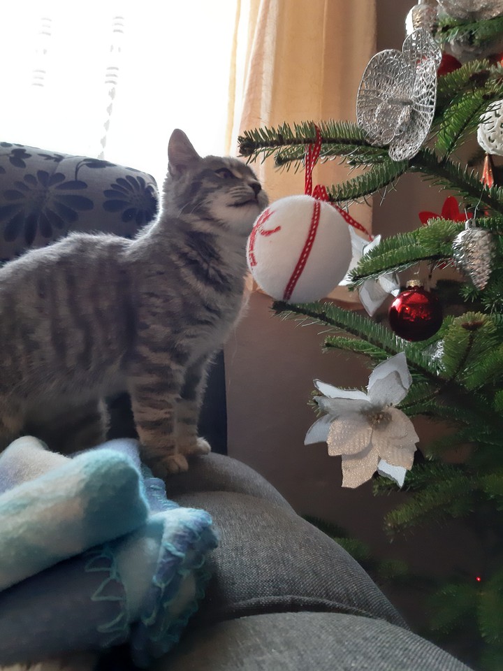 X-mas in 2019 my Kitty has playng