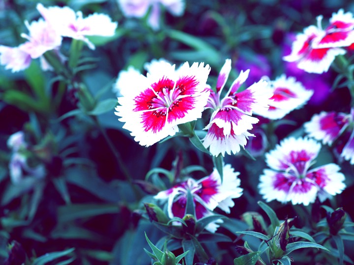 flowers