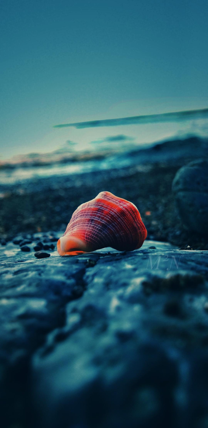 Seashell on a rock