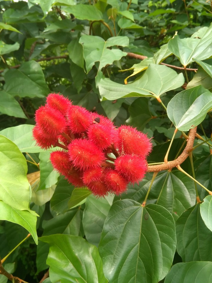flower