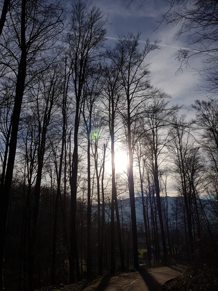 wald