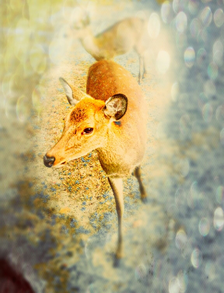 deer