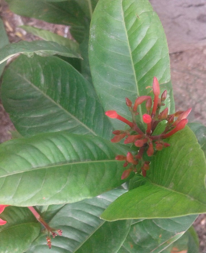 bud
