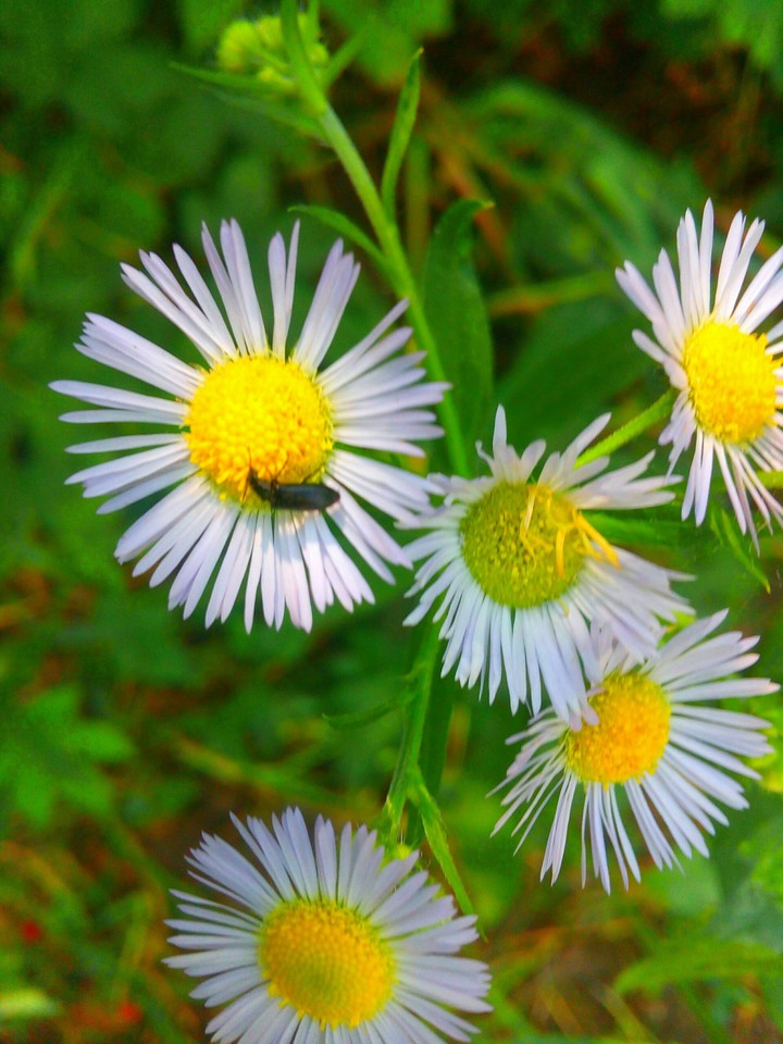 Daisies