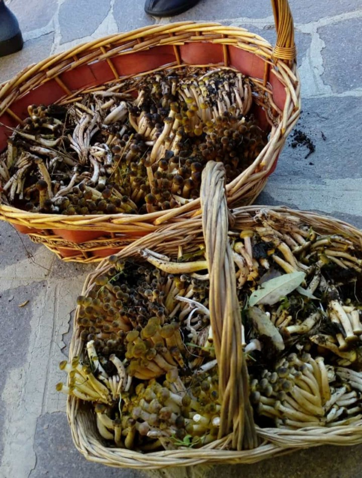 frutti d'autunno