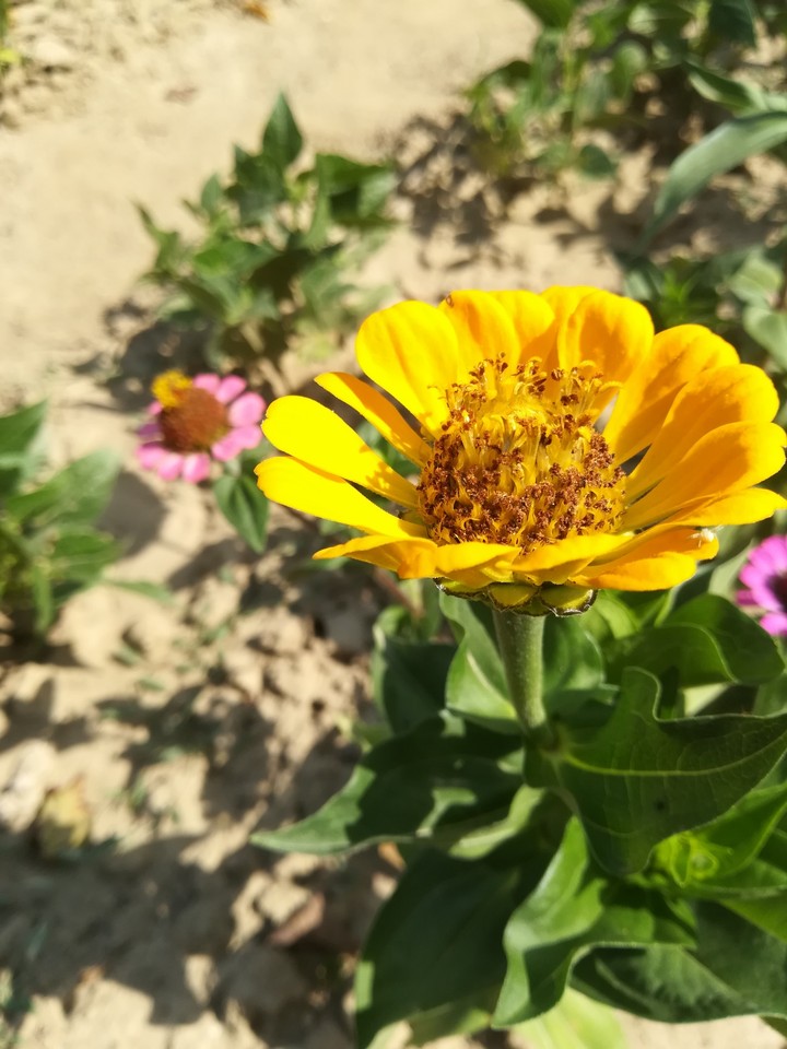 FLOWER