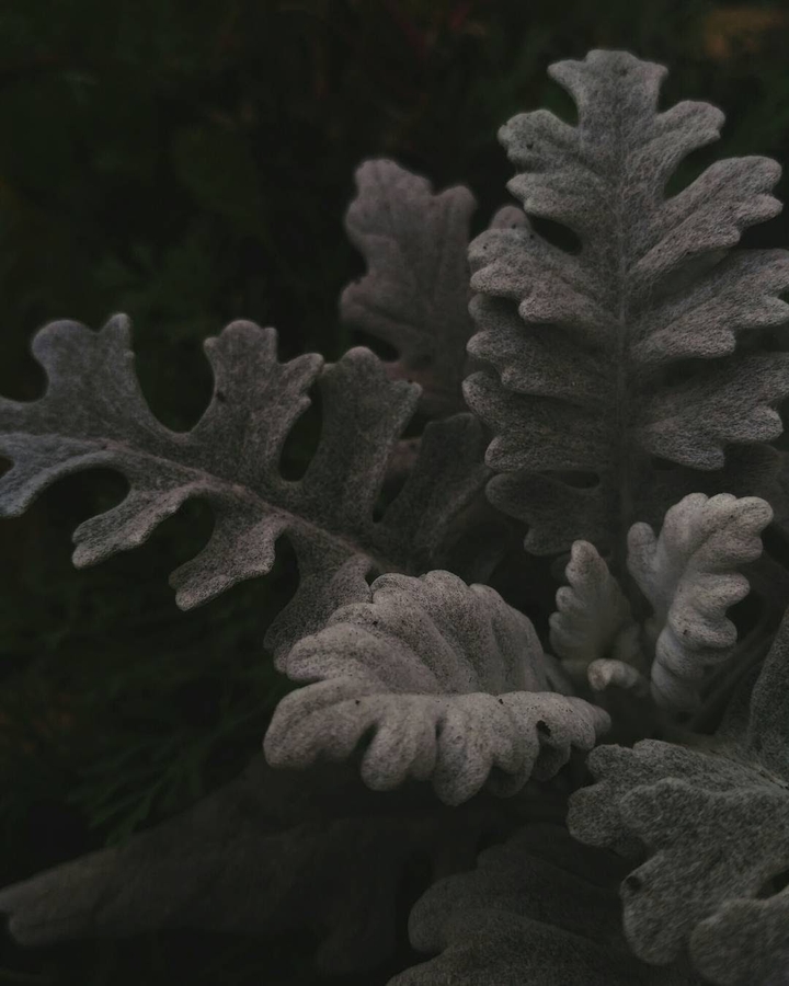 dust