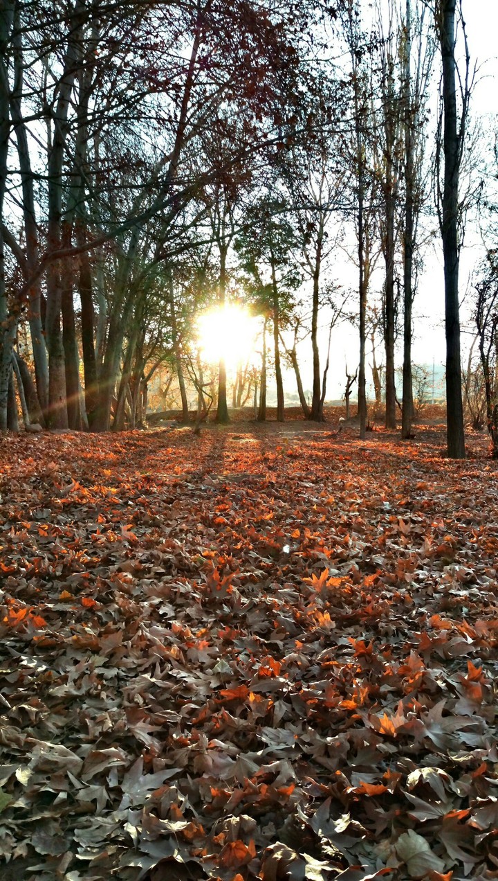 Autumn , zarand