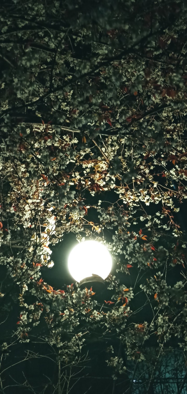 밤과 새벽사이, 벚꽃