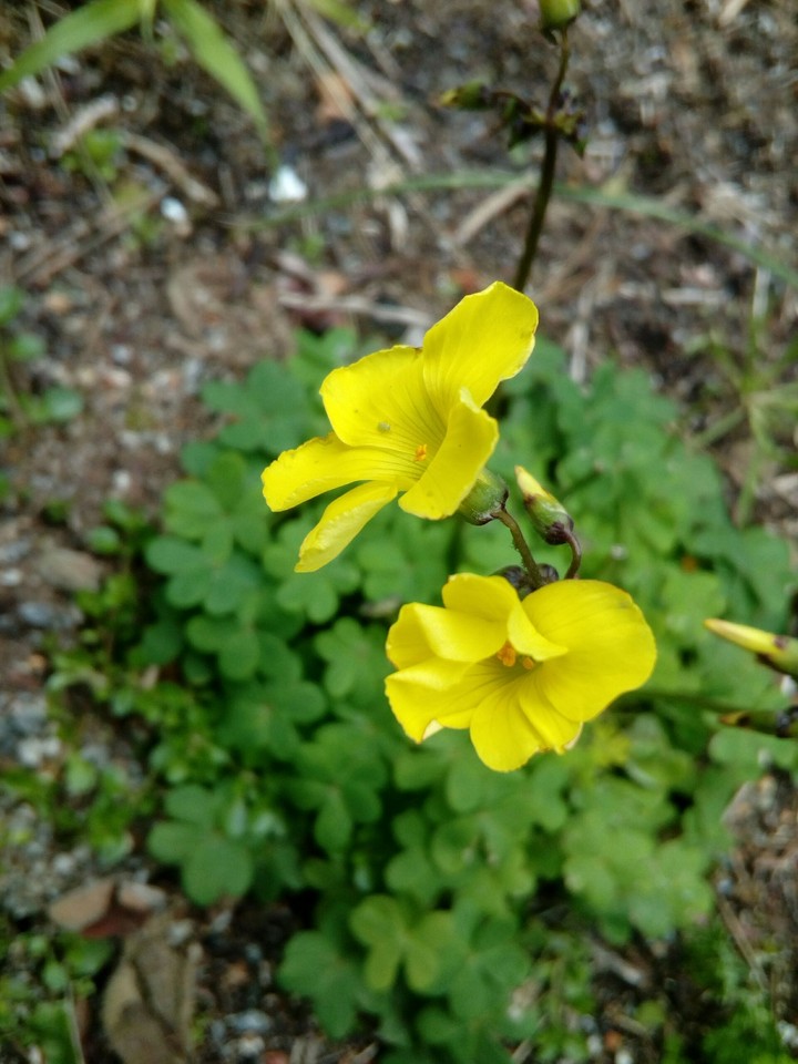 The petals of the sour grass