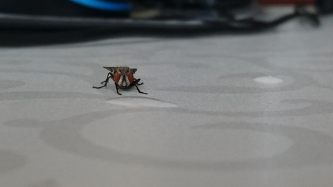 housefly